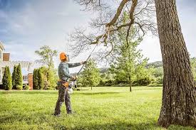 Best Hazardous Tree Removal  in Durham, NC