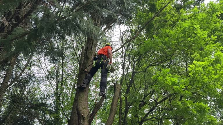 Best Fruit Tree Pruning  in Durham, NC