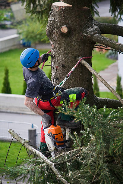 Best Tree Mulching  in Durham, NC