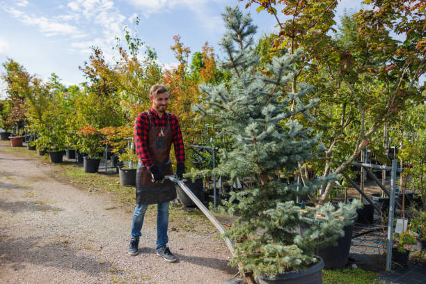 How Our Tree Care Process Works  in  Durham, NC