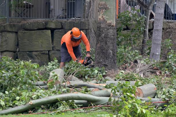 Best Tree Maintenance Programs  in Durham, NC